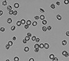 blood cells