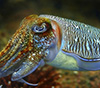 cuttlefish