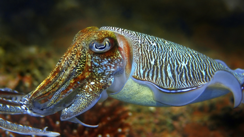 Researchers Draw Inspiration for Camouflage System From Marine Life 