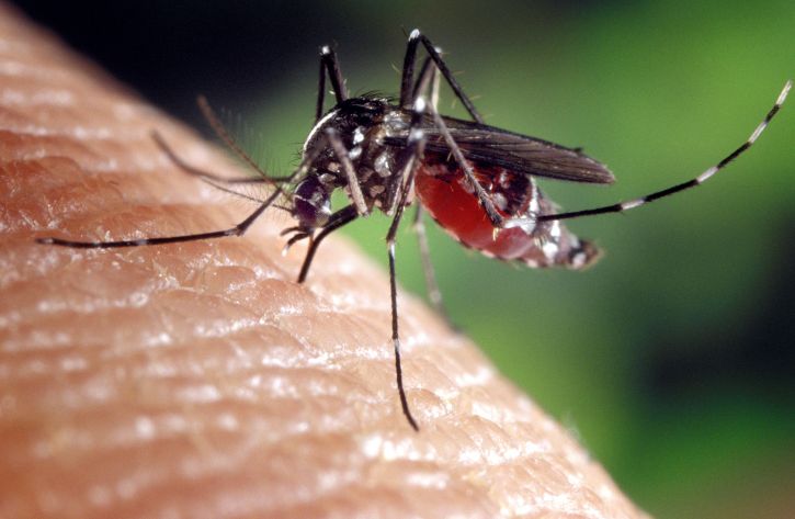 Groundbreaking Malaria Study by UH Engineers Opens the Door to New, More Effective Drug Therapies