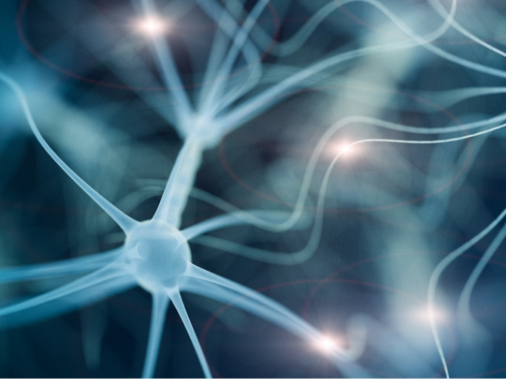 Getting Closer: Finding Out Why the Immune System Attacks Itself