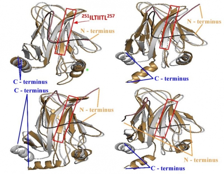 A model produced by scientists at Rice University shows the conformational changes caused by a mutation in the cancer-fighting p53 protein. At top left, the red box highlights the aggregation-prone sequence protected by the N-terminus tail in wild-type p53 but exposed by the mutation of a single amino acid. The strongest deviation happens in the domain at the green asterisk. The other three models show “open” conformations at the C-terminus caused by the mutation. (Credit: Kolomeisky Research Group/Rice.)