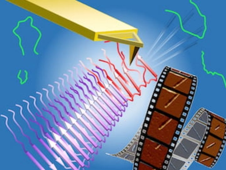 Using computational models and atomic force microscope experiments, researchers at the University of Houston and Rice University have identified a possible “Achilles’ heel” in the frustration of amyloid beta peptides as they dock to the fibrils that form plaques in patients with Alzheimer’s. The frustrated steps could open a window for drugs able to cap the fibril ends, preventing further aggregation.