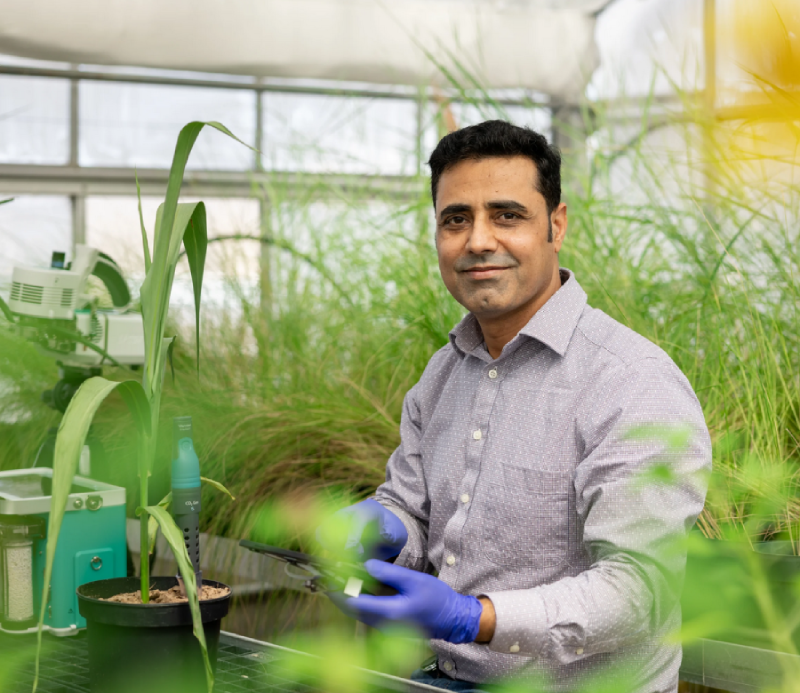 Abdul Khan, assistant professor of Biotechnology, in one of the plant research greenhouses.