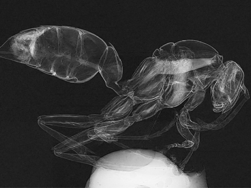 Retrieved X-ray attenuation and Laplacian of phase image of a wasp