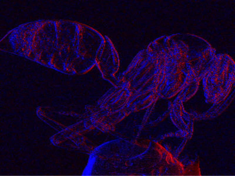 Retrieved phase gradient maps of a wasp (colors represent positive and negative gradient)