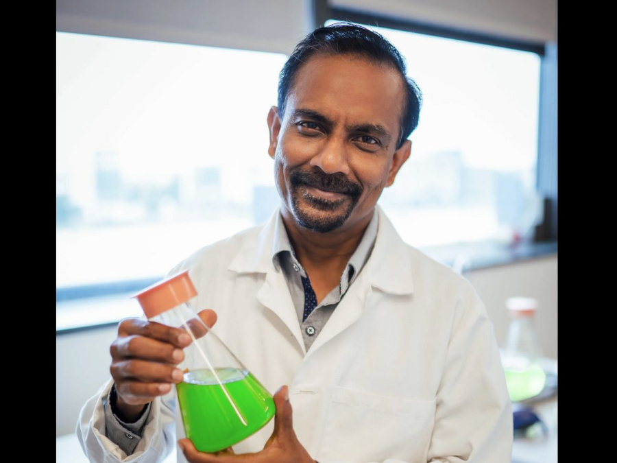 Venkatesh Balan sees a climate hero in an unlikely little creature: microalgae that have proven remarkably effective at removing carbon dioxide from the atmosphere.