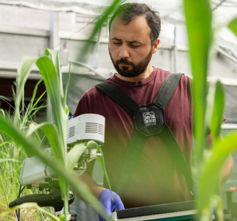 Waqar Ahmad uses a photosynthesis meter to measure a sorghum plant. 