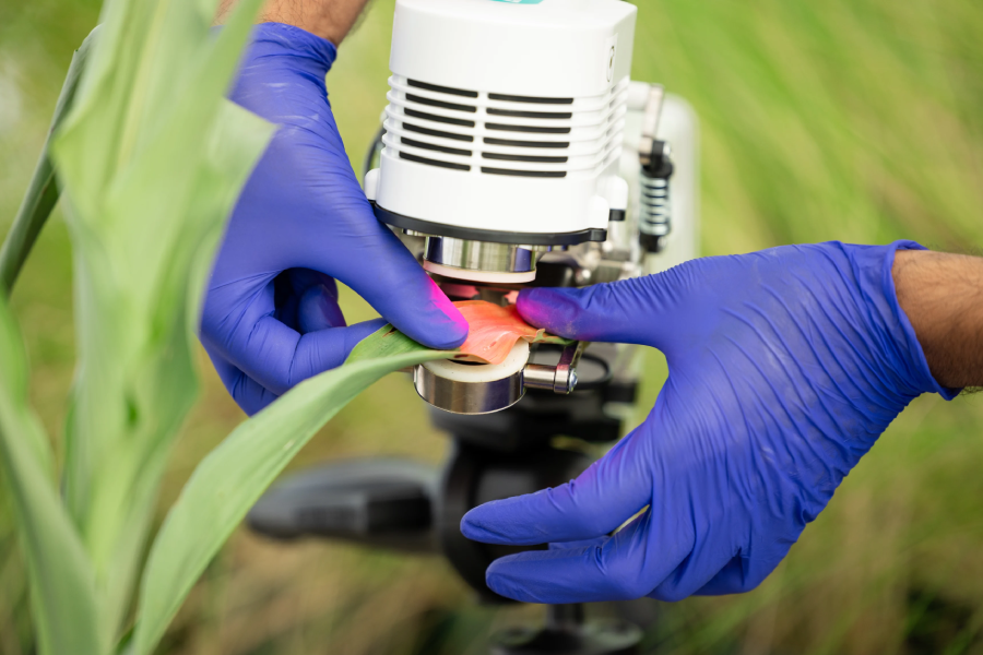 A photosynthesis meter used to measure a sorghum plant.
