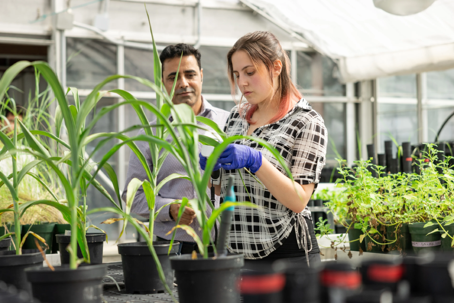 Lucille Owens uses a handheld photosynthesis meter to measure a sorghum plant. 