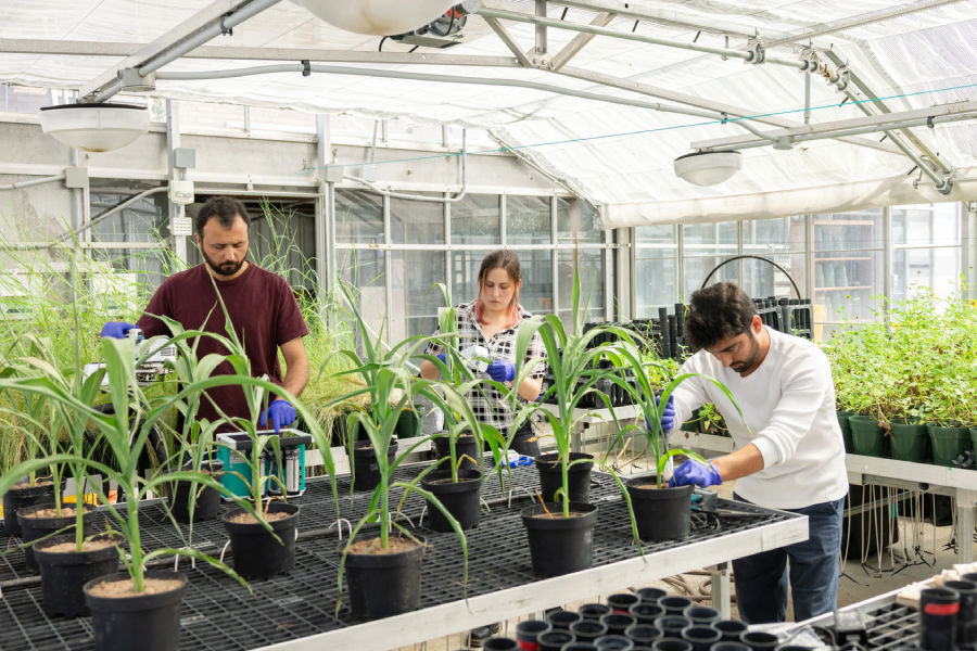 Waqar Ahmad, Lucille Owens and Nasir Khan work with equipment measuring sorghum plants.