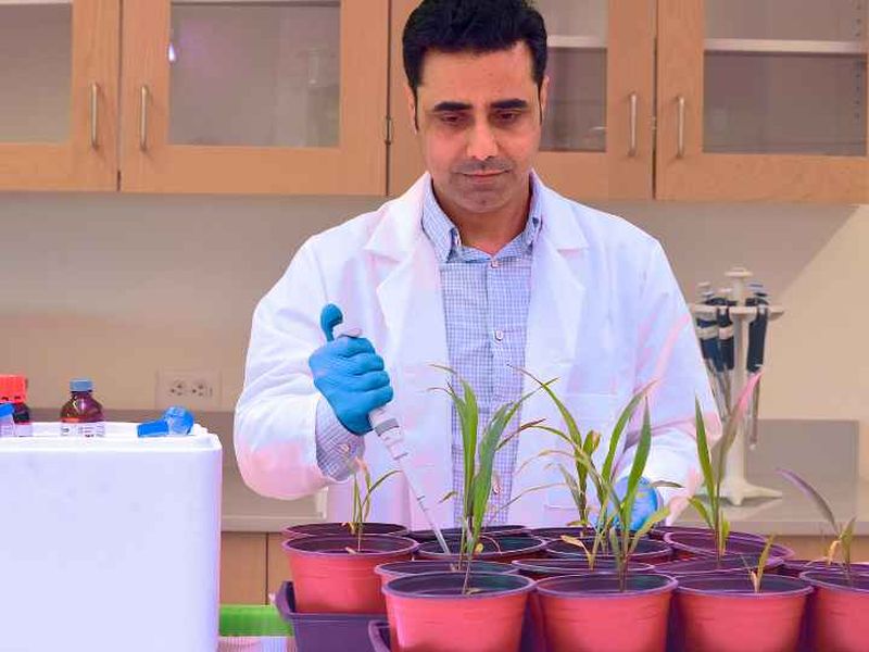   Plant biologist Abdul Latif Khan applies nutrients and microbes to sorghum plants growing in a lab at the UH Sugar Land instructional site. As the plants mature, Khan and his research team will monitor the plants’ growth progress and their tolerance to stress caused by high-saline soil.