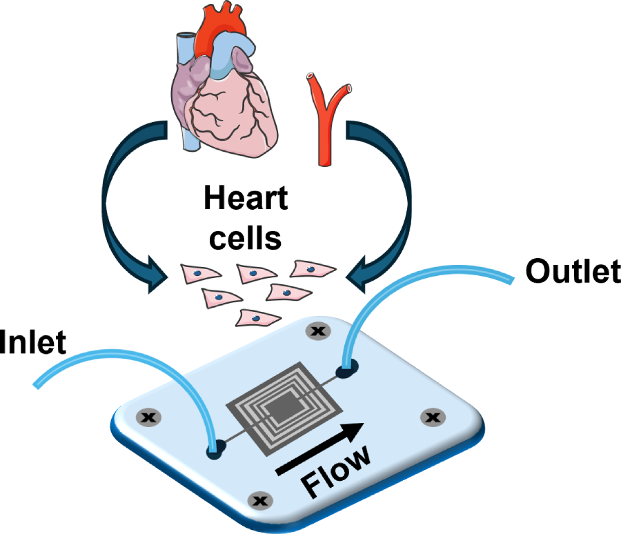A representational rendering of heart-on-a-chip technology.
