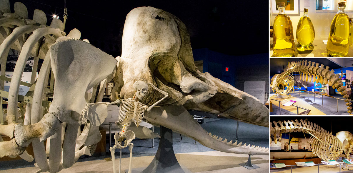 Whale Skeletons: Sperm Whale Skeleton, New Bedford Whaling Museum. Spermiceti: Bottles of Oil Separated from the Spermaceti of a Sperm Whale, New Bedford Whaling Museum