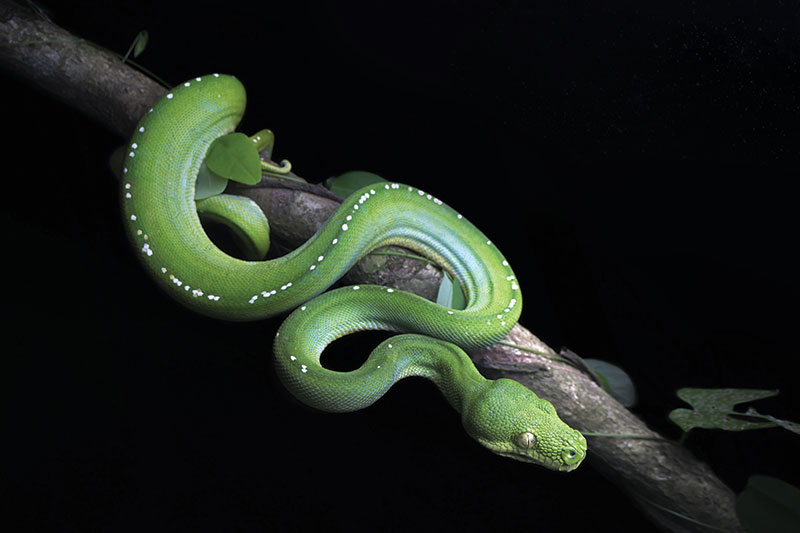 How Do Snakes 'See' In The Dark?