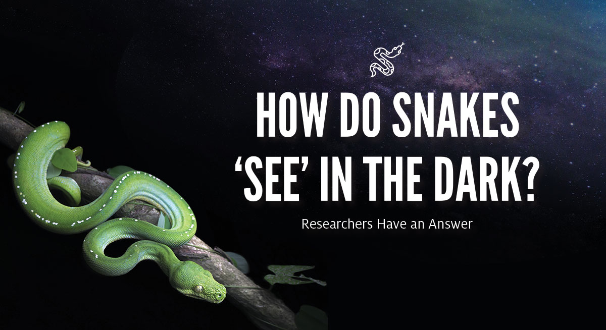 How Do Snakes 'See' In The Dark?