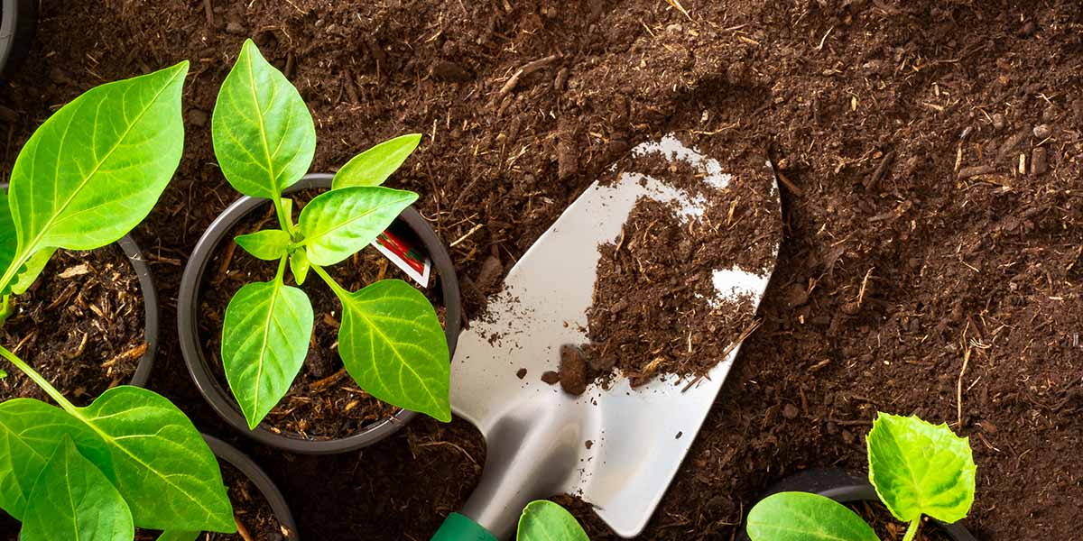 UH NSBE Leads Community Garden Revamp