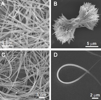 Figure. (A) Crystals of ammonium urate prepared in the absence of growth modifiers. (B - D) Crystals prepared under conditions where the concentration of minor tautomer (urate isomer), which functions as a crystal growth modifier, is present in high quantity. The minor tautomer results in the formation of defects (B) leading to intergrowths as well as incorporated defects within the crystal that leads to natural bending (C and D).