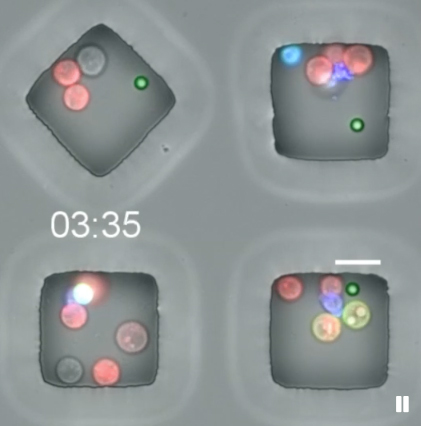 This still from a sample TIMING video shows T cells interacting with tumor cells leading to killing. Scale bar = 20 microns.