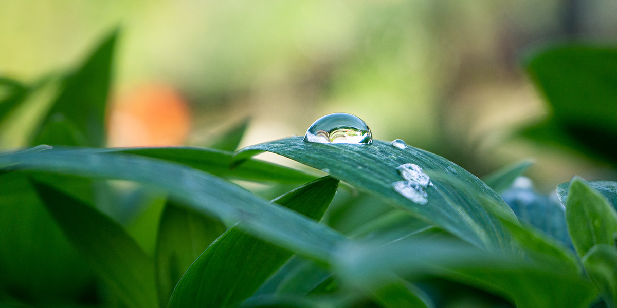 New Research Suggests Rainwater Helped Form the First Protocell Walls