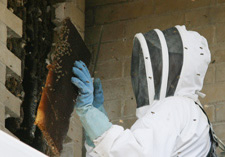 Knuckey removes a section of the hive from the building. The entire hive was removed piece by piece in an effort to preserve the colony. Photo by Tom Shea.