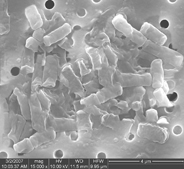 An electron micrograph image shows a colony of bacteria including extracellular polymeric substances which contributes to biofilm formation on a water filtration membrane.