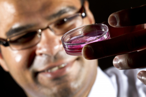 UH biomedical engineering Associate Professor Ravi Birla holds a patch of cardiac muscle grown in his lab.