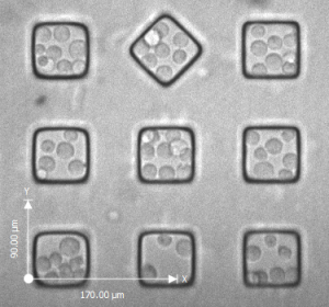 With the nanowell array, Varadarajan is able to isolate and study individual cells, one of the biggest challenges of biomedical research.