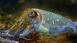 Cuttlefish