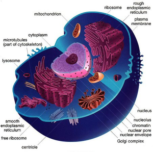 Animal Cell