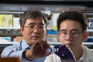 Tianfu Wu (left) with student Zuan-Tao Lin in the lab examining slides for UPSS