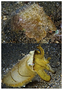 The broadclub cuttlefish can change from camouflage color and textures (top) to a different appearance (bottom) in a blink. By Nick Hobgood - Own work, CC BY-SA 3.0, https://commons.wikimedia.org/w/index.php?curid=4609037