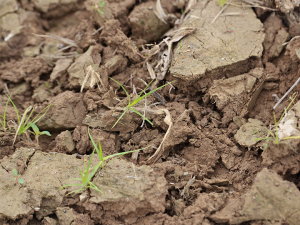 Debora Rodrigues, associate professor of civil and environmental engineering, is part of an effort to learn more about how bacteria and fungus interact in soil, work that could lead to advances in bioenergy.