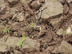 The DOE grant is funding the team's research into bacteria-fungi interaction in soil and how it impacts the surrounding environment.