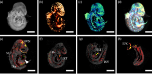 Researchers from the University of Houston and Baylor College of Medicine are developing a new technology to allow simultaneous imaging of both embryonic structural development and the molecular underpinnings that occur in the developing circulatory system.