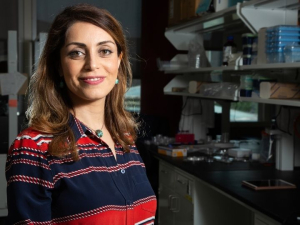 Sheereen Majd, assistant professor of biomedical engineering, is the first to report on targeted delivery of Dp44mT to malignant tumors. 
