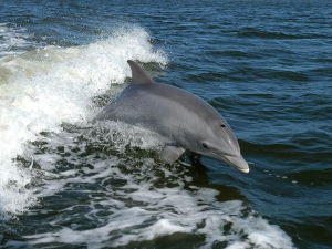 Bottleneck dolphins suffer from kidney stones, just like people.