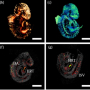 Researchers from the University of Houston and Baylor College of Medicine are developing a new technology to allow simultaneous imaging of both embryonic structural development and the molecular underpinnings that occur in the developing circulatory system.