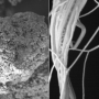 By mixing polymer powder in solution to generate a film that they then stretched, researchers have changed polyethylene's microstructure, from spaghetti-like clumps of molecular chains (left), to straighter strands (right), allowing heat to conduct through the polymer, better than most metals. Credit: Image courtesy of Ji Liu, Shaoting Lin, and Xinyue Liu (Gang Chen et al).