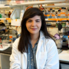 Mashal Kakakhel, now a first year medical student, was lead author for a paper shedding light on how rod and cone photoreceptors in the eye work and interact. The work was done with Dr. Muna Naash, the John S. Dunn Endowed Professor of Biomedical Engineering. 