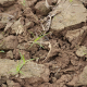 Researchers Study Fundamental Interactions in Soil Communities