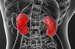 UH Engineers Develop Optical Probes for Better Diagnosis of Kidney Disease