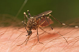 Groundbreaking Malaria Study by UH Engineers Opens the Door to New, More Effective Drug Therapies