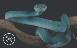 Blue snake on branch