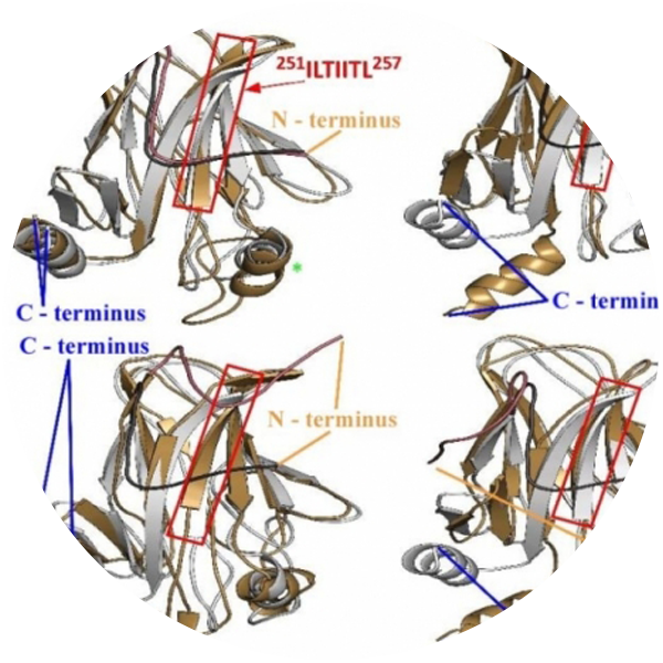 Model showing changes caused by a mutation in the cancer-fighting p53 protein